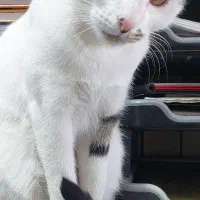 واگذاری گربه رایگان