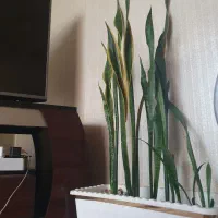 سانسوریازیباوبلندابلغ وسبز|گل و گیاه طبیعی|کرمانشاه, |دیوار