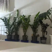 گل وگیاه طبیعی آپارتمانی|گل و گیاه طبیعی|رستمآباد, |دیوار