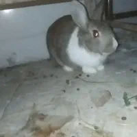 خرگوش|موش و خرگوش|فارسان, |دیوار