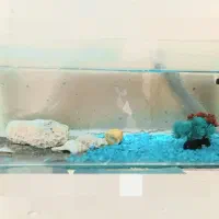 آکواریوم شیک و جمعوجور همراه دکور کامل|ماهی|یزد, |دیوار