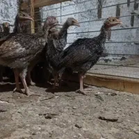 جوجه بوقلمون برنز