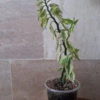 گل های طبیعی|گل و گیاه طبیعی|اردبیل, |دیوار