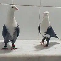 کربلایی یا کله سفید