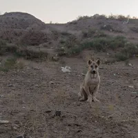 سگ سرابی|سگ|کرمان, |دیوار