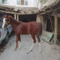 اسب نریان دره شور نژاد دار