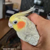 طوطی عروس با قفس|پرنده|رشت, عینک|دیوار