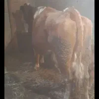 حیوانه مزرعه