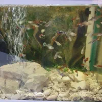 ماهی گوپی همه مولد دونه ای 20