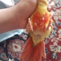 گرینچیک ۵ماهه دستی شاه تخم باهوش|پرنده|مشهد, سازمان آب|دیوار