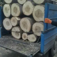 چوب درختان گردو قلمه بیدو انواع درختان میوه