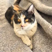 واگذاری گربه 2 ماهه آرام‌ و دوست داشتنی