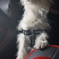 سگ پاکوتاه|سگ|اراک, |دیوار