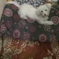 سگ پیدا شده