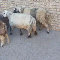 میش تغل چپش اردکان|حیوانات مزرعه|اردکان, |دیوار