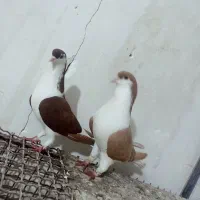 کبوتر|پرنده|شوشتر, |دیوار