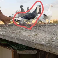 کفتر بومب