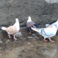 کفتر کلاغ،کربلایی،دمسفید