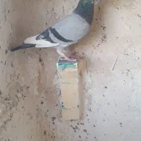 کبوتر پرشی|پرنده|قائن, |دیوار