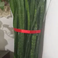 گل شمشیری زیبا