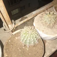 گل.گیاه کاکتوس|گل و گیاه طبیعی|هشتگرد, شهرک پارسیان|دیوار