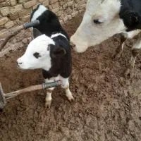 گاو سیمینتال با گوساله نره