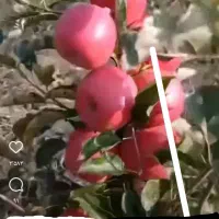 باغبانی هرس کاری آبیاری بیل زنی