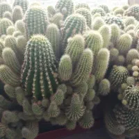 کاکتوس  بسیار زیبا و بزرگ|گل و گیاه طبیعی|تربت‌حیدریه, شهرک ولیعصر|دیوار