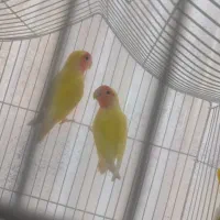 جفت کوتوله صورت هلویی مولد ضمانتی