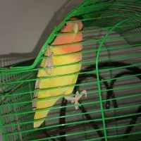 طوطی برزیلی زرد صورت هلویی