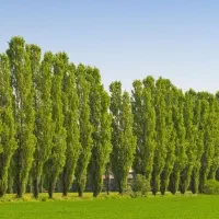 تولید وارائه نهال سنوبر تبریزی ۳ متری