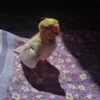 جوجه عروس هلندی