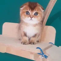 مجموعه بچه گربه های گلد|گربه|رشت, آزادگان|دیوار