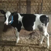 گوساله ماده هلیشتاین اصل صنعتی