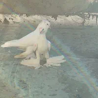 جفت کبوتر لوتی|پرنده|اهر, |دیوار