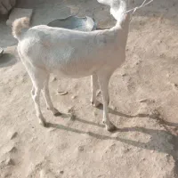 گیسه فروشی|حیوانات مزرعه|میناب, |دیوار