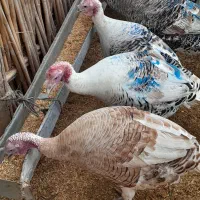 فروش بوقلمون