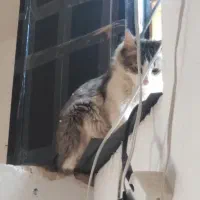 2 عدد گربه خانگی