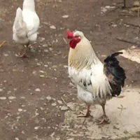 خروس محلی بزرگ