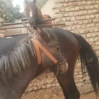 مادیان|اسب و تجهیزات اسبسواری|گرگان, |دیوار