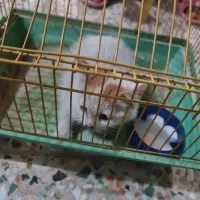 بچه گربه گم شده