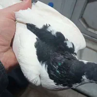 کفتر|حیوانات|قم, بکایی|دیوار