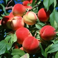 نهالستان ارقام متنوع میوه و گردو پربار پالیز|خدمات باغبانی و درختکاری|خوانسار, |دیوار