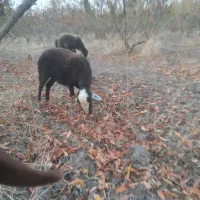 بره گوسفند ابستن|حیوانات مزرعه|علی‌آباد کتول, |دیوار