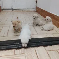 توله پاپی|سگ|تربت جام, اسماعیل آباد|دیوار