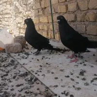 دم سفید