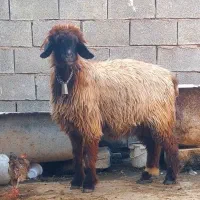 ۲۲راس میش گلچین بختیاری