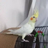 یک جفت عروس هلندی ۳ماهه|پرنده|شاهینشهر, سعدی جنوبی|دیوار