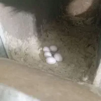 عروس هلندی مولد|پرنده|باقرشهر, |دیوار