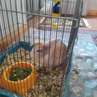 خرگوش|موش و خرگوش|میاندوآب, |دیوار